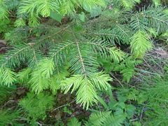 Abies sibirica