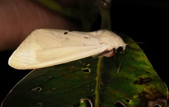 Spilarctia subcarnea