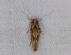 Stathmopoda stimulata