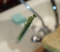 Tropidomantis kawaharai