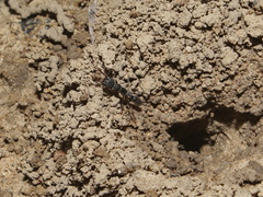 Harpegnathos