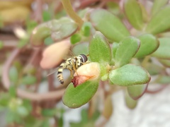 Ischiodon scutellaris