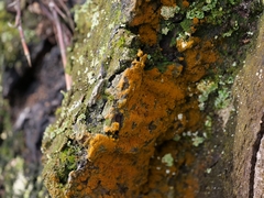Trentepohlia aurea