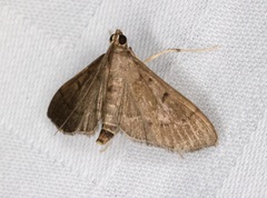 Almonia