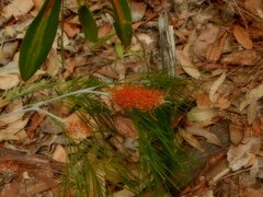 Grevillea pteridifolia