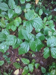 Rubus saxatilis