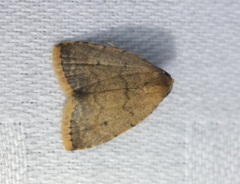 Anachrostis