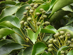 Trochodendron aralioides