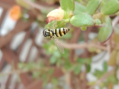 Ischiodon scutellaris