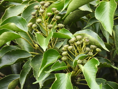 Trochodendron aralioides