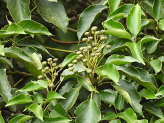 Trochodendron aralioides