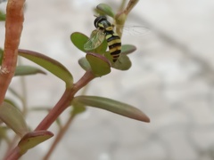 Ischiodon scutellaris