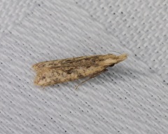 Dichomeris ochthophora