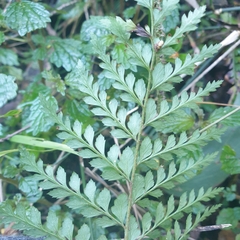 Polystichum proliferum