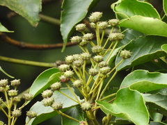 Trochodendron aralioides