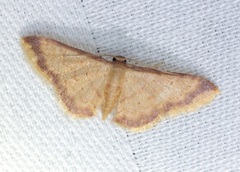 Idaea impexa