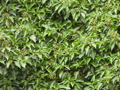 Trochodendron aralioides