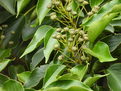 Trochodendron aralioides