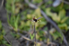 Caladenia parva