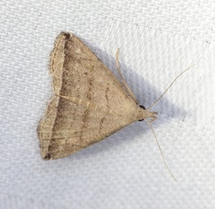 Lysimelia neleusalis