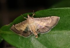 Marasmia