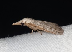 Meganola brunellus