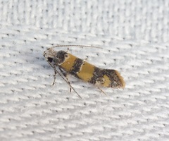 Promalactis lobatifera
