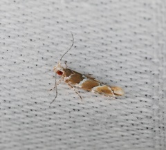 Pyroderces