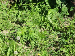 Cannabis sativa spontanea