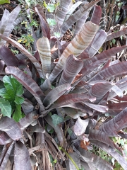 Aechmea fasciata