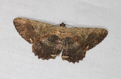 Ruttellerona pseudocessaria