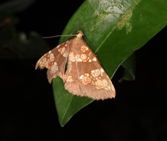 Saroba pustulifera