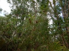 Grevillea pteridifolia