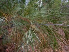 Grevillea pteridifolia