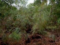 Grevillea pteridifolia