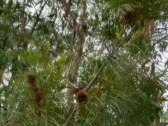 Grevillea pteridifolia