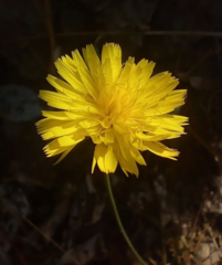 Reichardia picroides