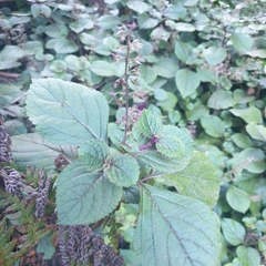 Plectranthus ciliatus