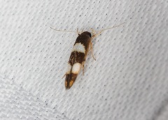 Stathmopoda paradiplaspis