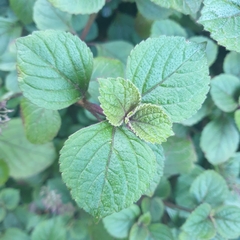 Plectranthus ciliatus