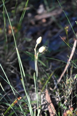 Thelymitra antennifera