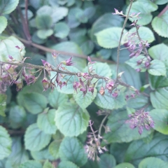 Plectranthus ciliatus