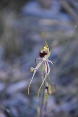 Caladenia parva