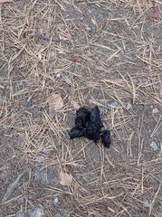 Nyctereutes procyonoides