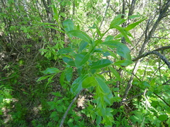 Salix pentandra