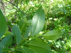 Salix pentandra