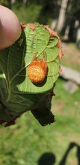 Araneus alsine