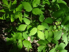 Rubus sachalinensis