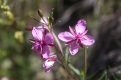 Chamaenerion fleischeri