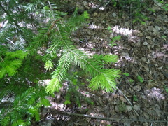 Abies sibirica